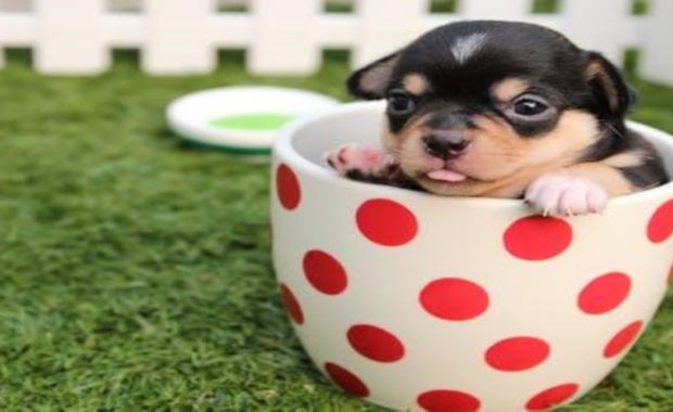 dog in a cup